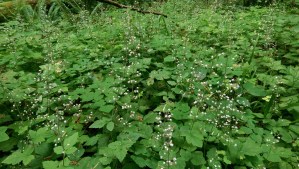 They sometimes appear to float above the greenery like some strange mist.