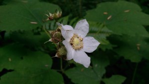 Taking a moment for a flower, and a moment for loveliness - when is there not time for beauty?