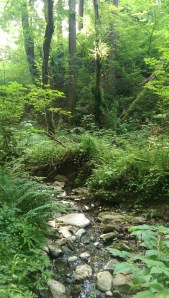 I happily trade in the noise and fuss of 'the world' for the knowing chuckle of a creek, and the cheeky commentary of birds and squirrels, for a handful of happy hours.