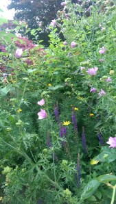 My garden in summer, a surprisingly fragile 'now'.