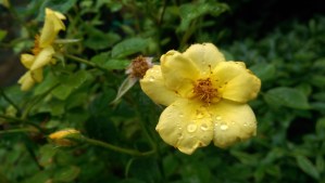 Like a potted rose slaking its thirst on a gentle rain; I'm grateful.