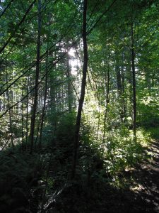 An opportunity to reflect in stillness and solitude.