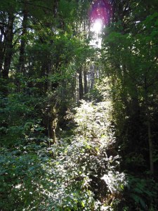 Every day an entirely new experience, a fresh start, a new opportunity to wonder, and to grow.