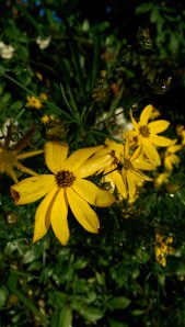 Flowers; not just pretty, also a favorite metaphor for blossoming in our own time.