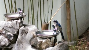 A small moment for joy and sufficiency, and to appreciate what matters most, and taking time to find answers in metaphors.