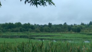 Contentment through perspective; sometimes it is enough.