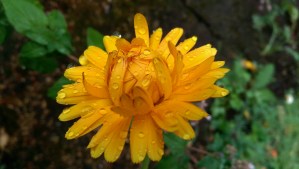 A rainy day flower. Beauty needs no excuse.