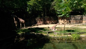 Some, exotic, and out of their element...