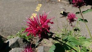 ...an other creatures, more familiar, no less wondrous.