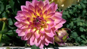 Flowers and sunshine.