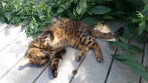 The resident feline models ideal behaviors for 'how to miss someone'; she takes care of her own business, until they return.