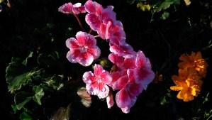 ...amazing colors...