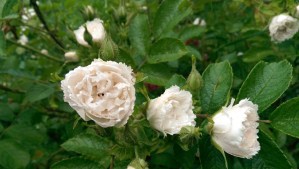 Perspective matters; life looks very different to the wee spider on this rose, than it does to me. 