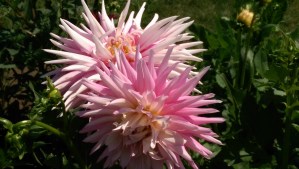 Flowers are a lovely place to begin, with a deep breath, and a moment of wonder.