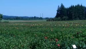 Taking a step back brings perspective; the small stings and stresses of life are small indeed viewed in a broader context. 