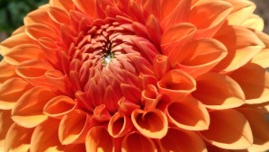 Like a flower on a sunny day, like a child's mind... totally wide open.