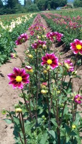 What we see of a 'bigger picture' is rarely 'all there is'...