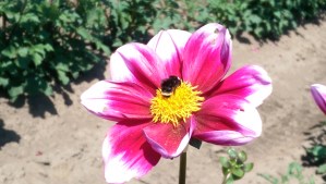 ...our focus, where we direct our attention and our effort, change what we see and understand of the world. We are each having our own experience.