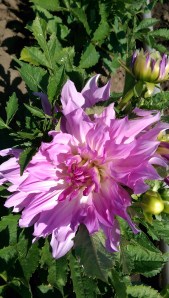 Awareness and presence need no excuse, but do require practice. 