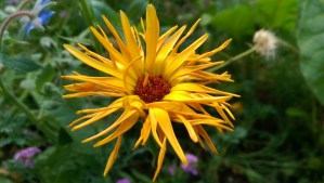 Inspiration takes so many forms... flowers...