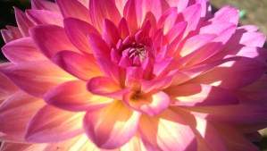 Like pictures of flowers, it's worth it to practice.