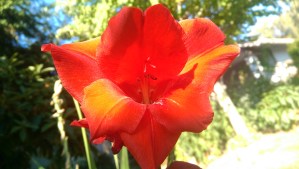 It's been a week of colorful flowers...