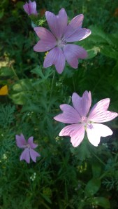 There is simple beauty if finding my way, however slowly.