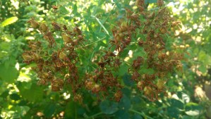 There are a lot of details, each a potential choice.  What experience will I choose to build?