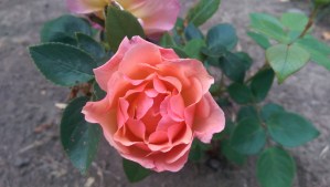 "Compassion" Harkness 1972