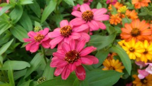 ...and beautiful summer flowers in uncountable numbers...