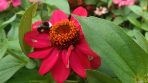 ...and mornings chilly enough to catch bumble bees napping.