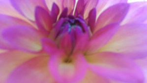 My perspective doesn't always offer me a completely clear view...it doesn't have to. Sometimes a lovely moment is enough to enjoy on it's own.