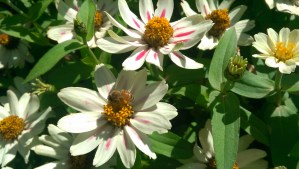 One lovely moment in summer.