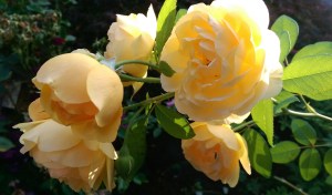 Enjoy now; too soon the moment will be gone.