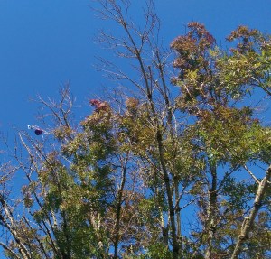 When I move through my experience at a speed dictated by pressure, I get all tangled up.