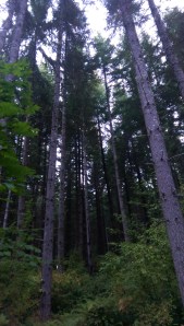 Forest: the view from my tent.