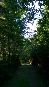 Sometimes the path is paved, pleasant, and a beautiful experience.