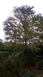 A lovely autumn morning.