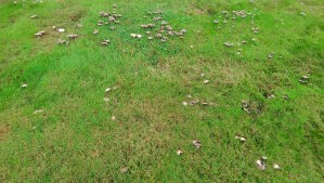 Like mushrooms; under the right conditions, all sorts of things come up.