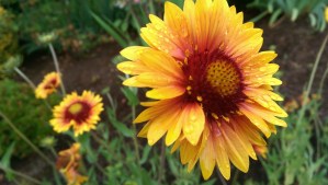 In a photograph of flowers it always looks like spring.