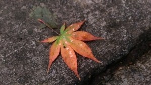 One autumn moment worth pausing for.