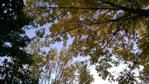 Can't see the forest for the trees? Perspective is a nice thing to have; today I am contemplating a long-standing personal challenge.  