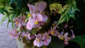 Some lovely autumn flowers in the landscaping; each positive moment and experience matters so much.