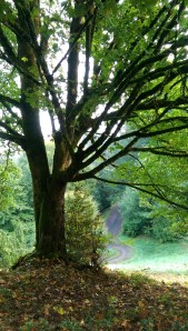 A favorite metaphor; a tree, and a path in the distance.