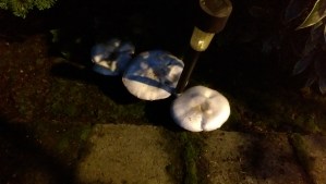 When I take time to look, I see. When I take time to listen, I hear.