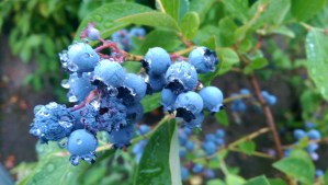 A picture from a rainy summer day; where will today take me?