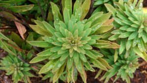 Patterns in nature and life