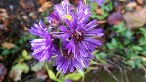 The occasional autumn flower