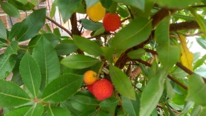 I have no idea what these are... I find them festive and unexpected.