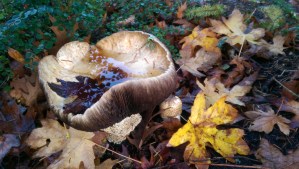 One singular autumn moment in the company of my self.